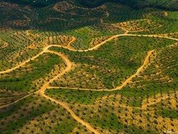 Bagaimana Nasib Sawit Indonesia Tanpa Uni Eropa?