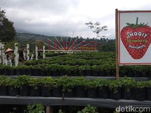 Asyik! Magelang Punya Wisata Petik Stroberi