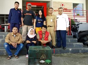 Jatuh dari Pohon, 2 Kukang Diserahkan Pelajar ke PMI Sukabumi