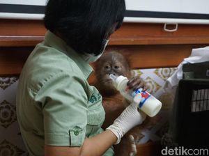 Kondisi Orang Utan yang Dibius WN Rusia di Koper Membaik Kondisi Orang Utan yang Dibius WN Rusia di Koper Membaik