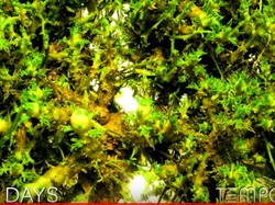 Keren! Disimpan Selama 339 Hari, Kentang Ini Berubah Seperti Hutan Belantara