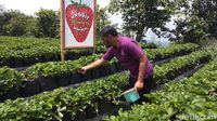 Foto: Serunya Wisata Petik Stroberi di Magelang