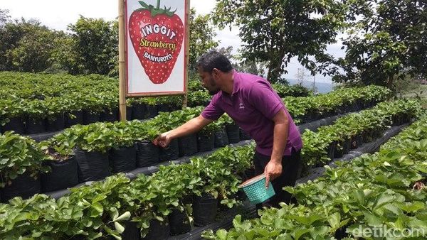 Foto: Serunya Wisata Petik Stroberi di Magelang