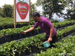 Foto: Serunya Wisata Petik Stroberi di Magelang
