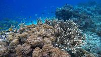 Pesona Alam Bawah Laut Pulau Sali Mutiara dari Timur Indonesia