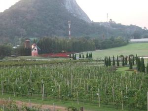 Kebun Anggur di Thailand Ini Mirip di Eropa