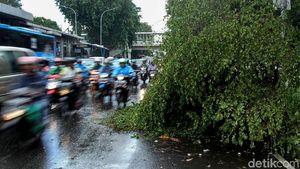 Pohon Tumbang di Jalan Kyai Tapa Jakbar Lalin Macet