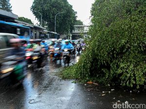 Pohon Tumbang di Jalan Kyai Tapa Jakbar Lalin Macet