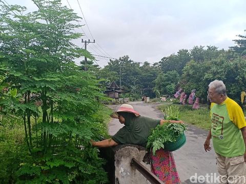 Suwito dan istri tengah memetik daun kelor/