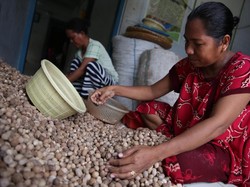 Tolong! Petani Pala di Madapolo Butuh Binaan Jaga Kualitas Ekspor