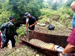 Video Nasib Harimau Inung Rio: Dijerat Pemburu, Mati Saat Dirawat