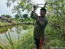 Petani di Sidoarjo Semangat Rawat Ratusan Pohon Kelor Agar Bisa Ekspor