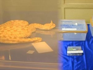 Ular Viper, Kura-kura Mesir Coba Diselundupkan di India