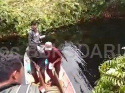 Evakuasi Harimau Sumatera yang Terjerat Kawat di Hutan Riau