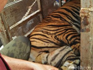 Harimau Kena Jerat Babi di Rohul, BBKSDA Turunkan Tim Evakuasi Harimau Kena Jerat Babi di Rohul, BBKSDA Turunkan Tim Evakuasi