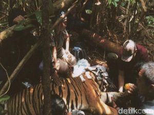 Harimau yang Kena Jerat di Riau Diberi Nama Inung Rio