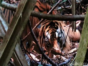 Cegah Perburuan Satwa Liar, Tim BBKSDA Bersihkan Jerat di Hutan Riau Cegah Perburuan Satwa Liar, Tim BBKSDA Bersihkan Jerat di Hutan Riau