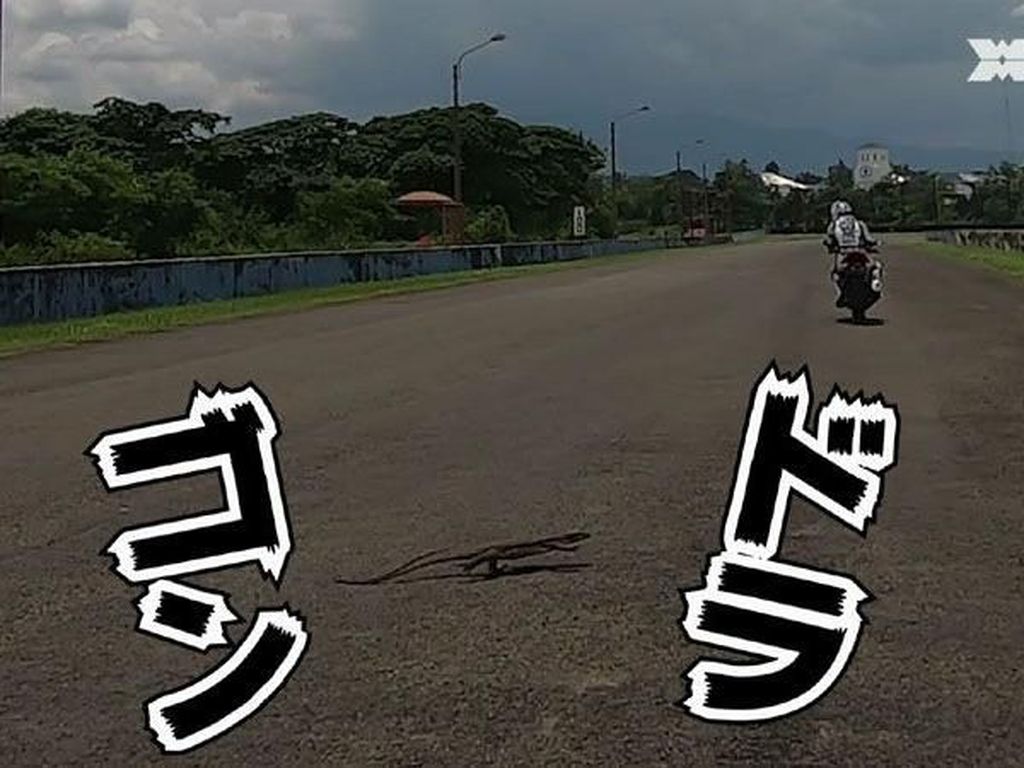 Orang Jepang Kaget Ada Biawak Nyebrang di Sirkuit Sentul Orang Jepang Kaget Ada Biawak Nyebrang di Sirkuit Sentul