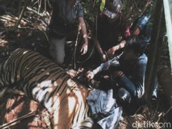 Harimau-Tim Patroli Terjerat Kawat, Perangkap di Hutan Pelalawan akan Disisir