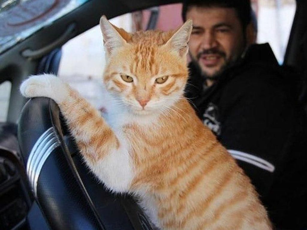Kisah Mohammad Aljaleel, Pria Penyayang Kucing dari Aleppo Suriah Kisah Mohammad Aljaleel, Pria Penyayang Kucing dari Aleppo Suriah