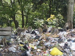 Kera Ekor Panjang Serang Pembuangan Sampah Liar di Curug Cimahi