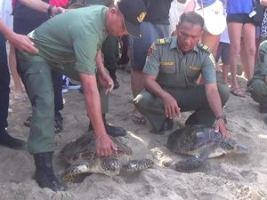 Penyu Hijau yang Disita di Bypass Gianyar Dilepas di Pantai Kuta