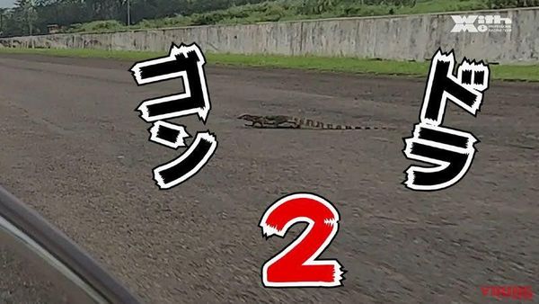 Biawak Nyebrang di Sirkuit Sentul Bikin Orang Jepang Kaget