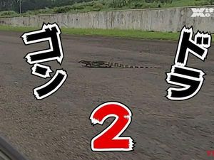 Biawak Nyebrang di Sirkuit Sentul Bikin Orang Jepang Kaget