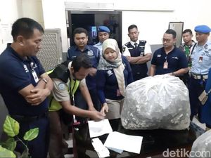 Penyelundupan 7.040 Kuda Laut Kering dari Yogya ke Thailand Digagalkan Penyelundupan 7.040 Kuda Laut Kering dari Yogya ke Thailand Digagalkan