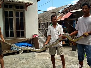 Hii...Ada Ular Sanca di Lokasi Hajatan Warga Blitar