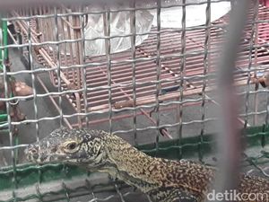 9 Penyelundup Hewan Langka Jaringan Internasional, Komodo Dijual Rp 500 Juta