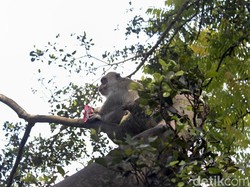 Gerombolan Monyet Ekor Panjang Teror Permukiman Warga Lembang