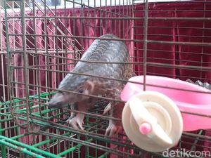 Ini Cara Keji Penyelundup Saat Buru Hewan Langka untuk Dijual