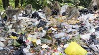 Kasihan, Kera Ekor Panjang Ini Mengorek Sampah untuk Makan
