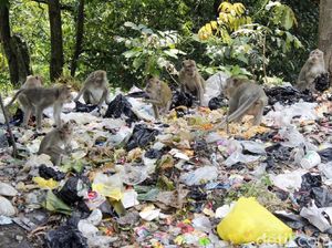 Kasihan, Kera Ekor Panjang Ini Mengorek Sampah untuk Makan