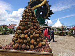 Cari Varietas Unggul, Trenggalek Gelar Kontes Durian