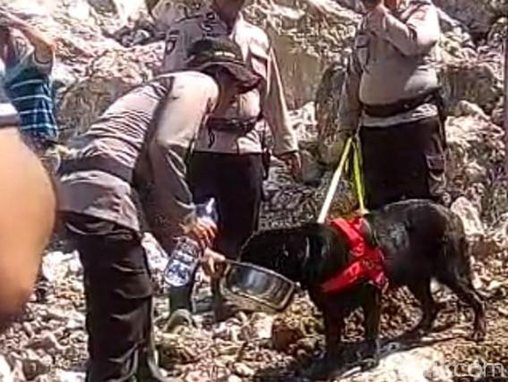Anjing Pelacak Dikerahkan Bantu Temukan Korban Longsor di Jember Anjing Pelacak Dikerahkan Bantu Temukan Korban Longsor di Jember