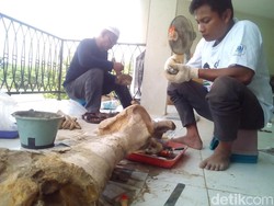 Tim Sangiran Konservasi 100 Fosil Museum Purbakala Patiayam