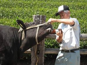 Diberi Minum Bir, Sapi Termahal di Jepang Ini Harganya Rp 6,6 Miliar Seekor Diberi Minum Bir, Sapi Termahal di Jepang Ini Harganya Rp 6,6 Miliar Seekor