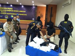 Bea Cukai Tangkap Penyelundup Benih Lobster Senilai Rp 10,9 M