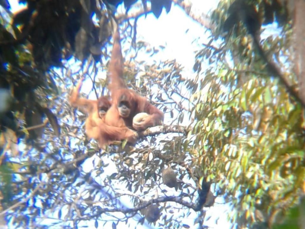 Walhi Sumut Dorong Penyelamatan Ekosistem Orangutan Walhi Sumut Dorong Penyelamatan Ekosistem Orangutan