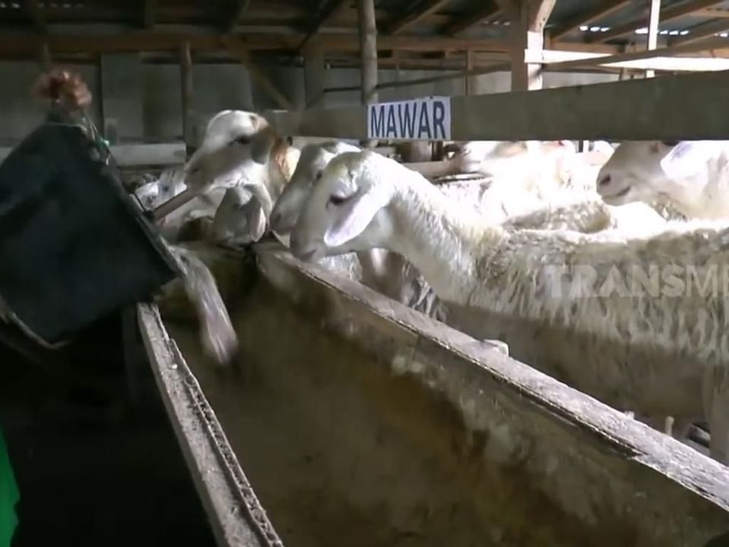 Gokil! Ada Apartemen Khusus Kambing di Situbondo Gokil! Ada Apartemen Khusus Kambing di Situbondo