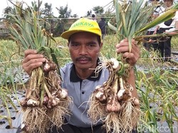 Beda Tito dan Syahrul soal Bisa Tidak RI Produksi Bawang Putih?