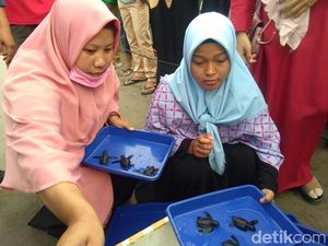 Keren! Upaya Mahasiswa Aceh Selamatkan Telur Penyu ini Patut Ditiru