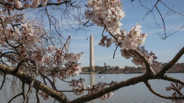 Tak Hanya di Jepang, Bunga Sakura Juga Bermekaran di AS