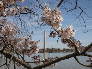 Tak Hanya di Jepang, Bunga Sakura Juga Bermekaran di AS