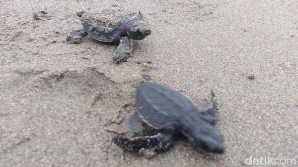 Foto: Aksi Mahasiswa Aceh Lestarikan Penyu