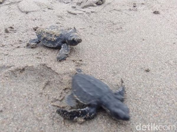 Foto: Aksi Mahasiswa Aceh Lestarikan Penyu