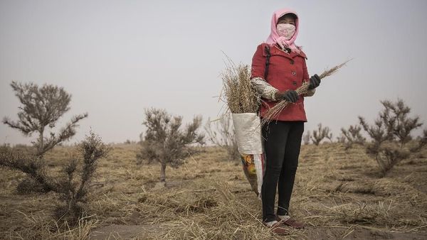 Melihat Peran Perempuan dalam Penghijauan Gurun di China