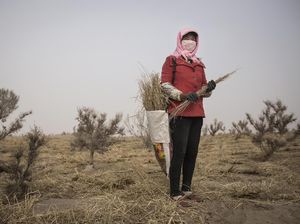 Melihat Peran Perempuan dalam Penghijauan Gurun di China